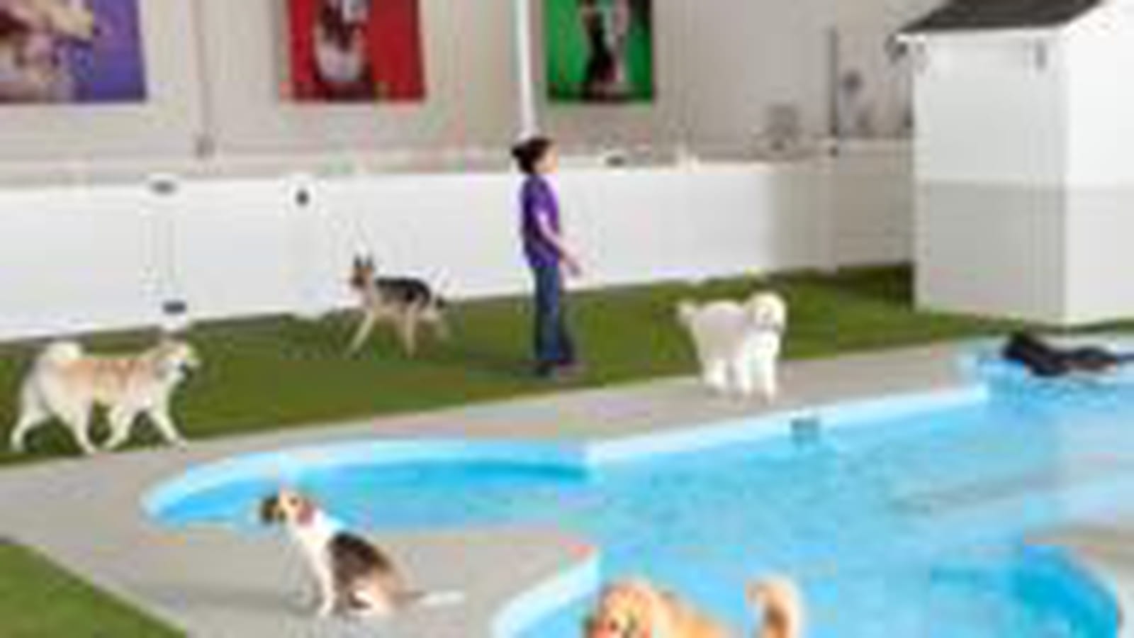 Paradise 4 Paws