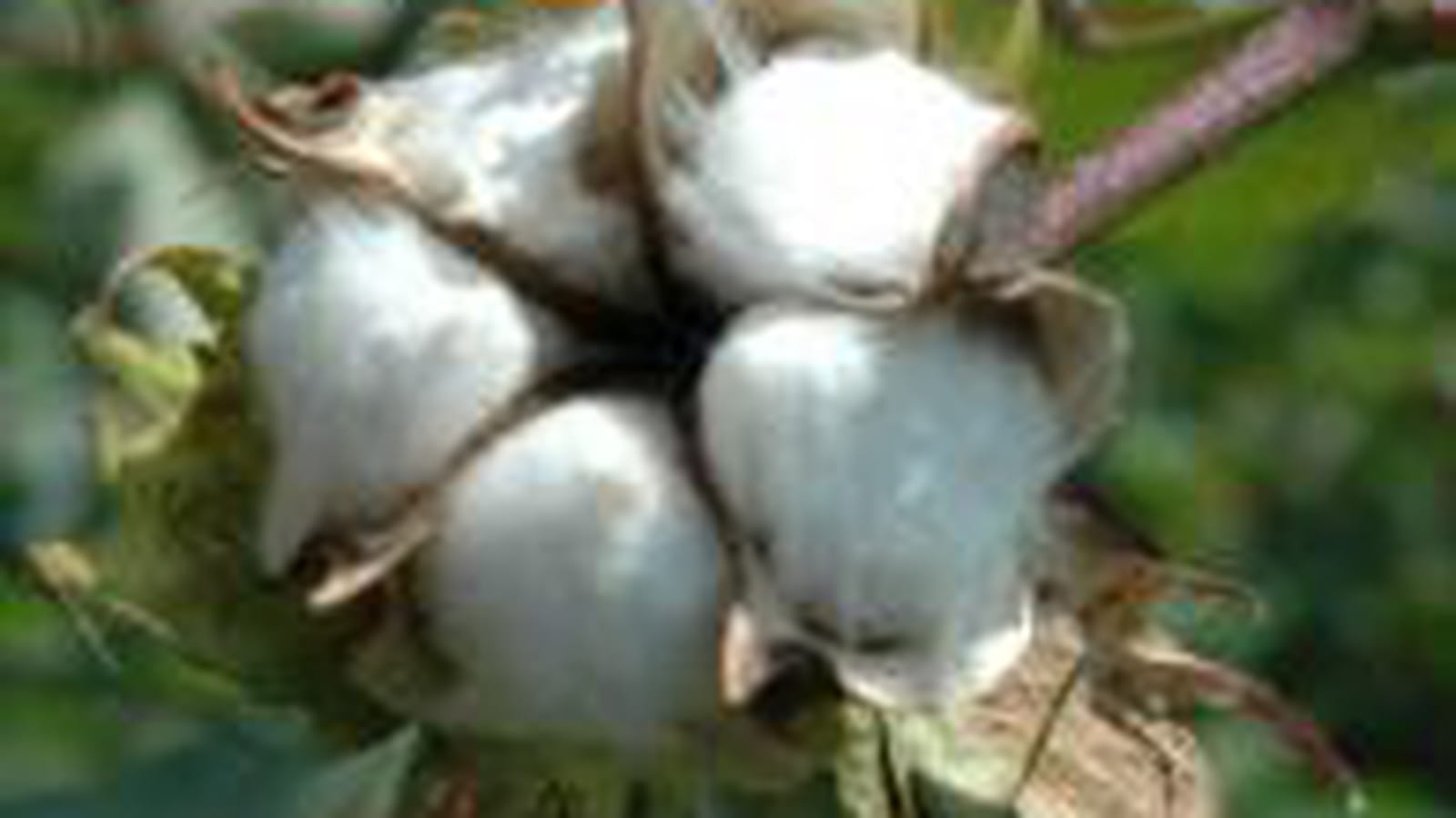 Coton comestible