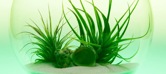 Girls & Roses met les curiosit&eacute;s v&eacute;g&eacute;tales en boutique