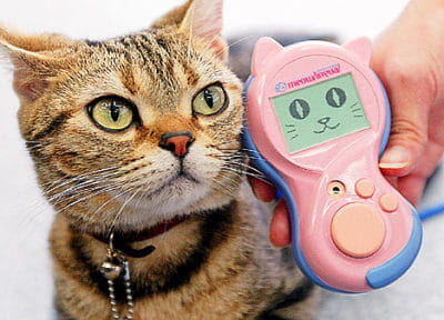 un traducteur de langage chat