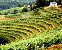 des vignes de jurançon.