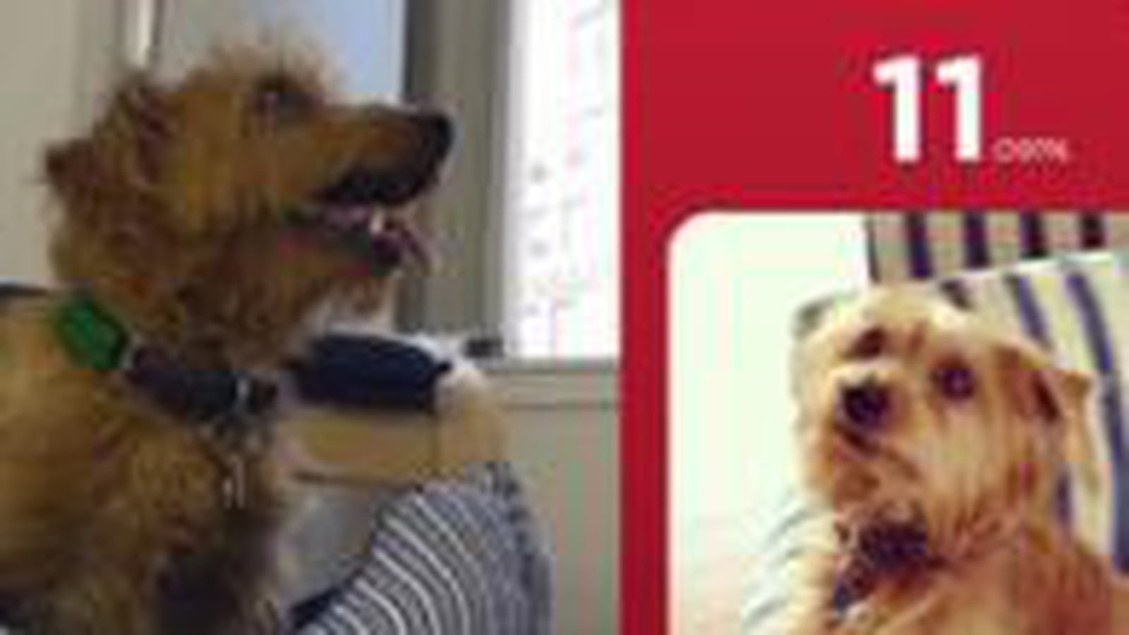 Fitbark
