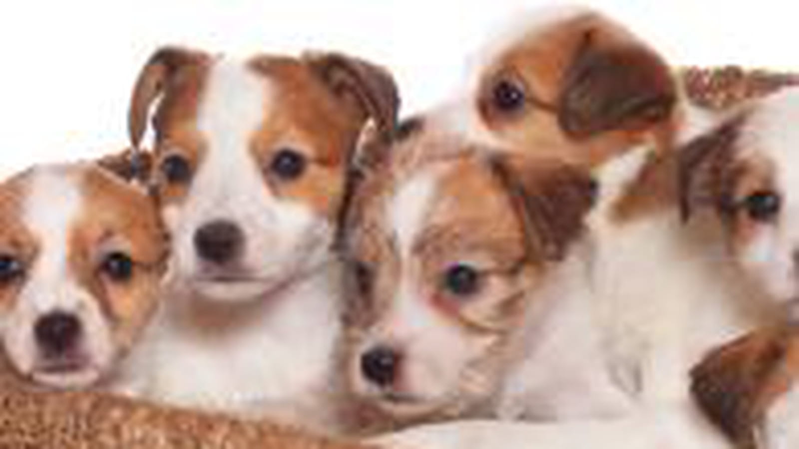 Vol de chiens