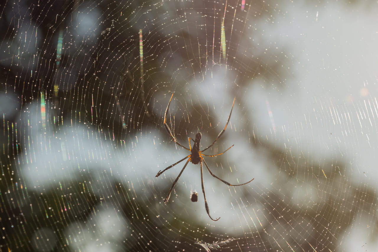 "Arrêtez ces techniques contre les araignées" : une arachnologue démêle le vrai du faux des astuces pour faire fuir les araignées