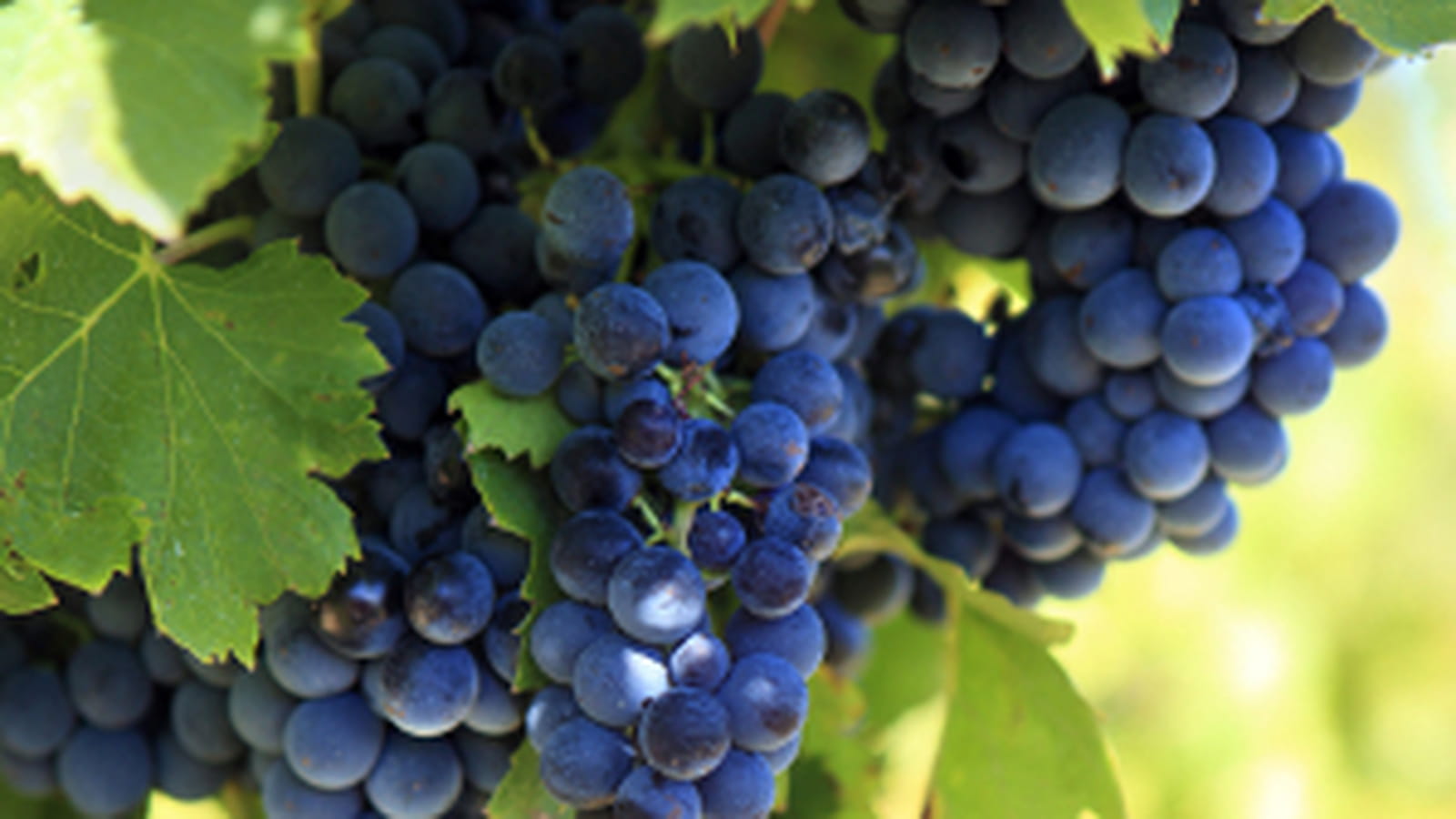 Vignes