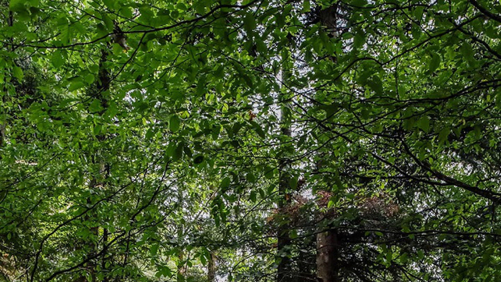 Forêts