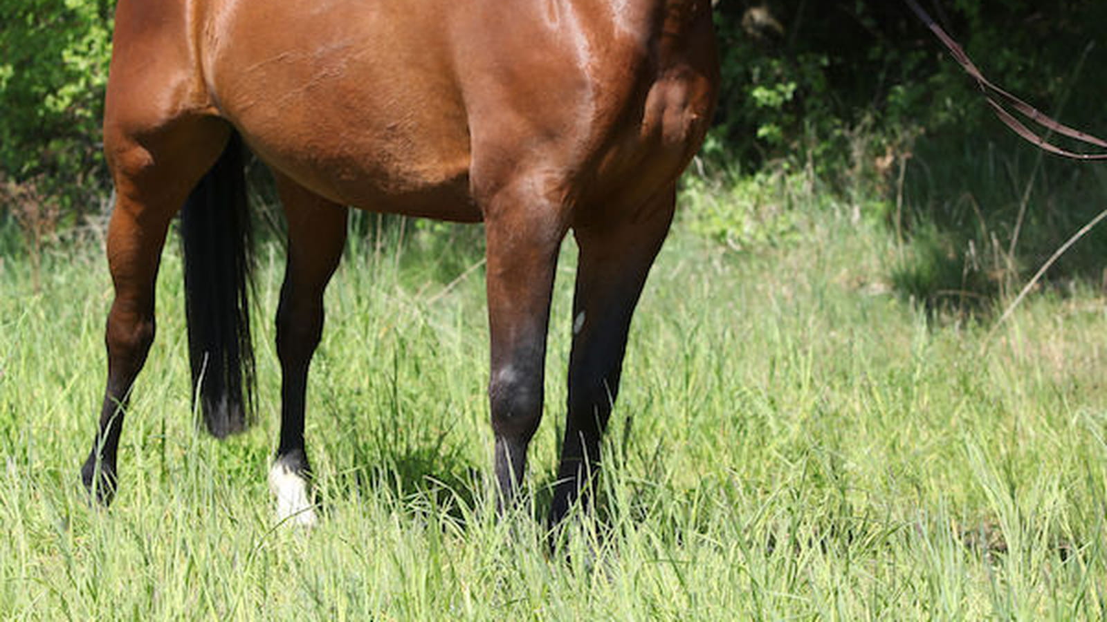 Cheval