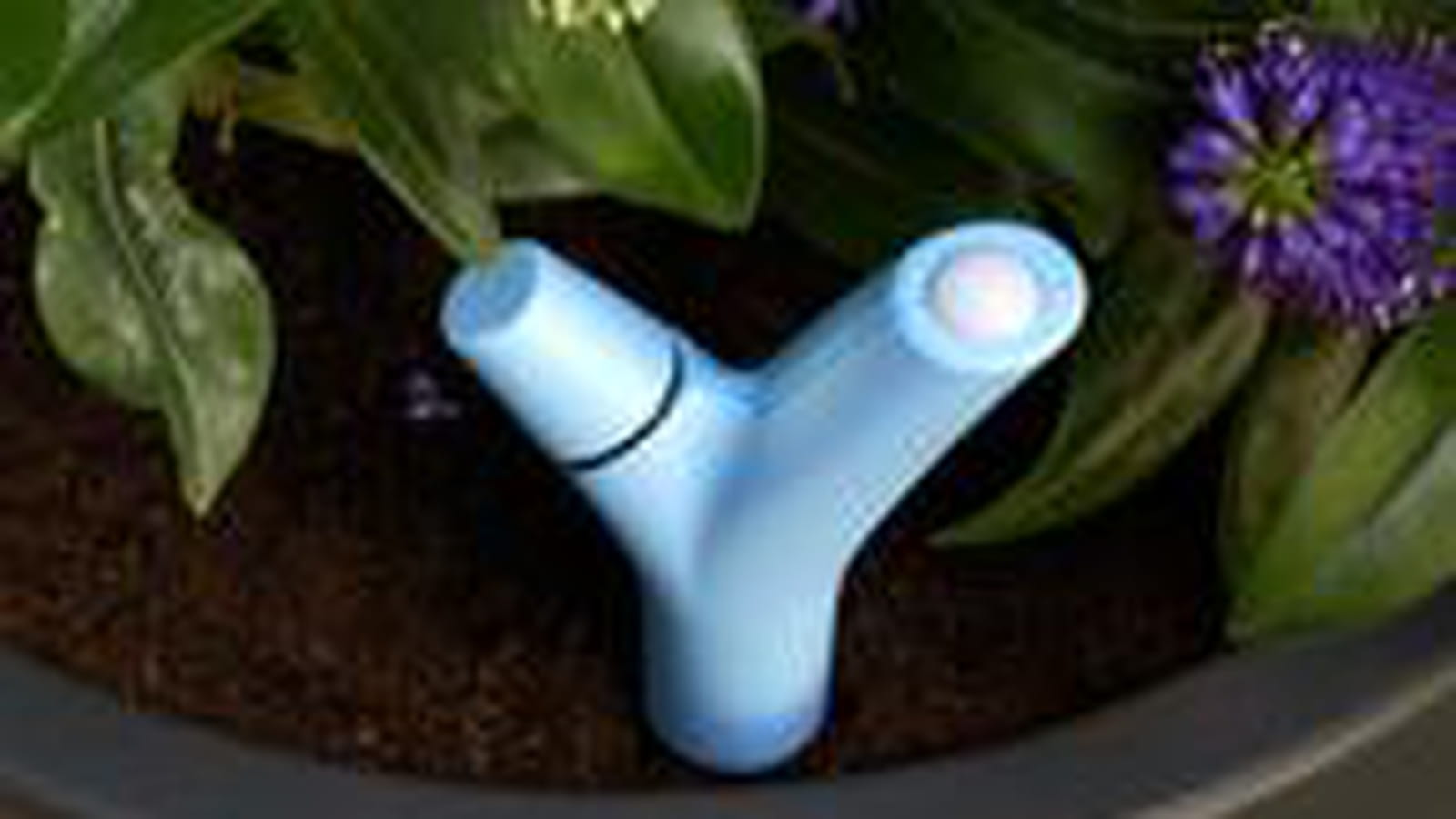 Parrot plant flower