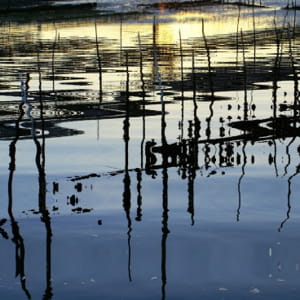 chiffre d'affaires cumulé des pme d'aquaculture en bretagne : 86 millions €.